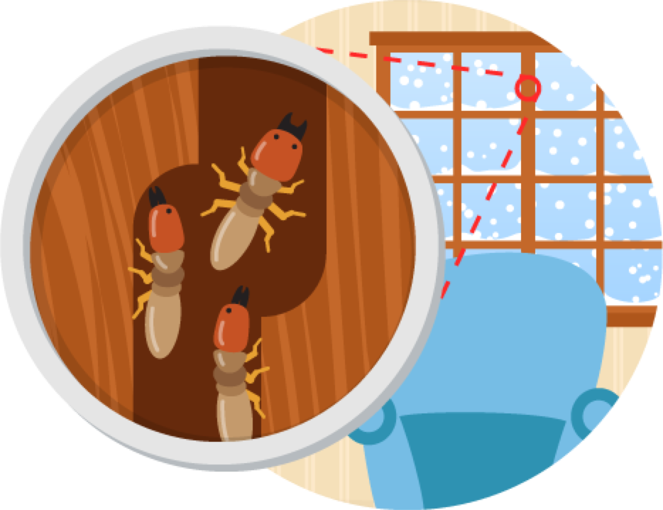 Insects in Winter