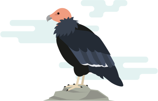 The Comeback of the California Condor